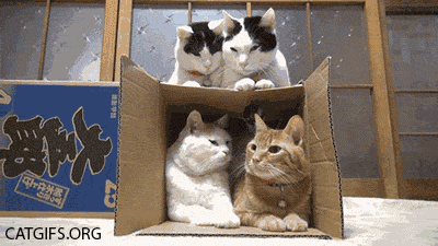 099_manycatsinthebox_cat_gifs