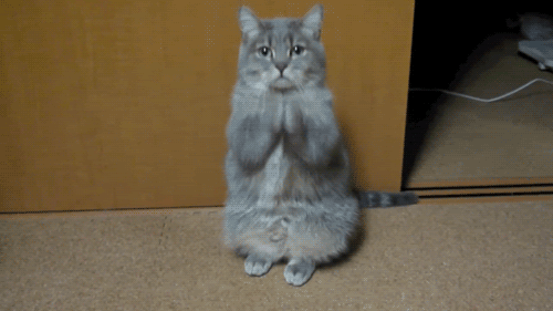 kitty-shake-gif