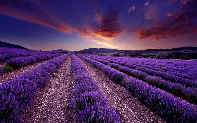 Lavanta Tarlaları, İngiltere