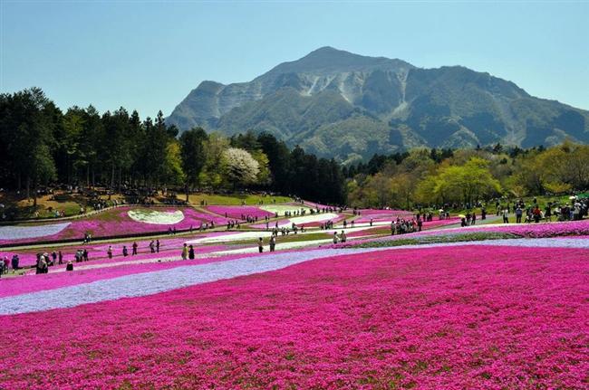 Shibazakura Çiçekleri, Japonya