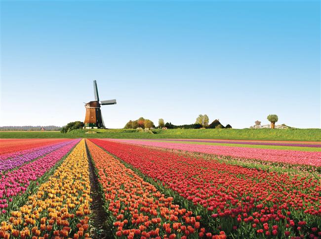 lale tarlası hollanda