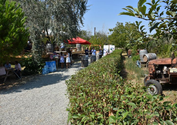 trakya bağbozumu ekoloji festivali