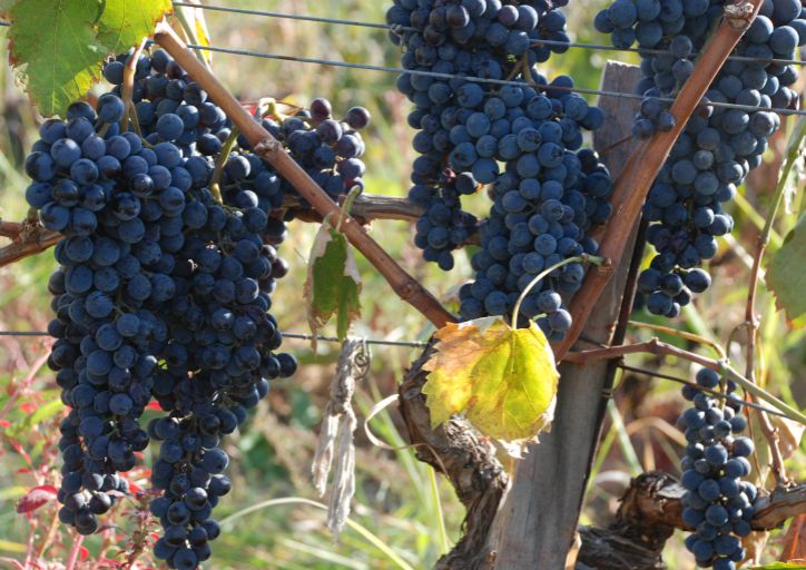 trakya bağbozumu festivali