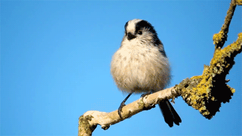 KIVIRCIK SAÇLILARIN SIKLIKLA DUYDUĞU 10 SÖZ (2)