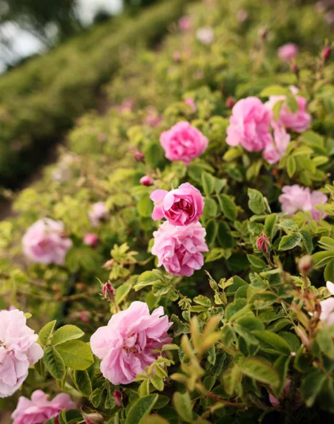 mg_3164by-erbil-balta