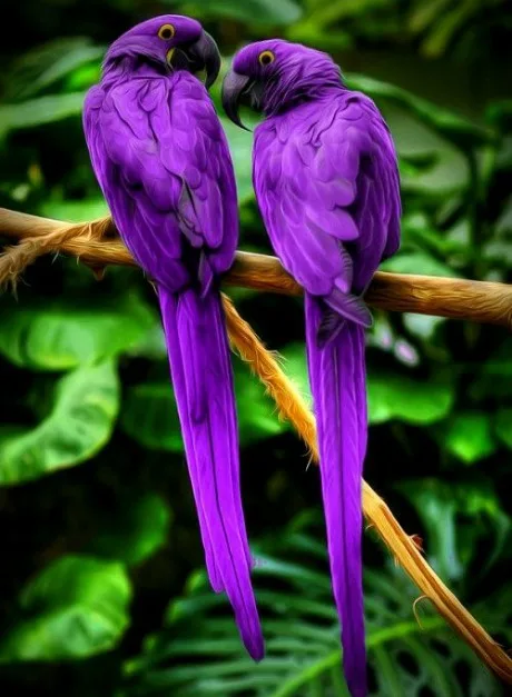 BURÇLARA ŞANS GETİREN RENKLER