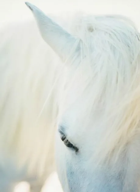 balık BURÇLARA ŞANS GETİREN RENKLER