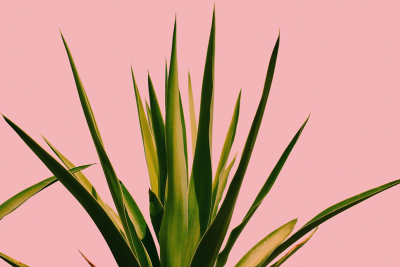 En İyi 5 Aloe Vera Maskesi