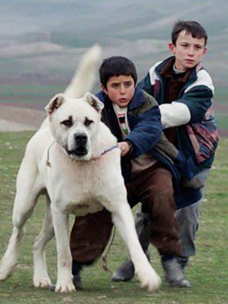 TÜRKİYE’NİN OSCAR ADAYI SİVAS FİLMİ