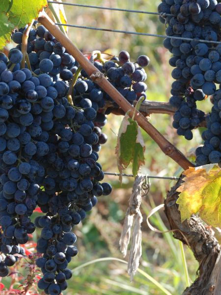 TRAKYA’DA BAĞ BOZUMU ZAMANI