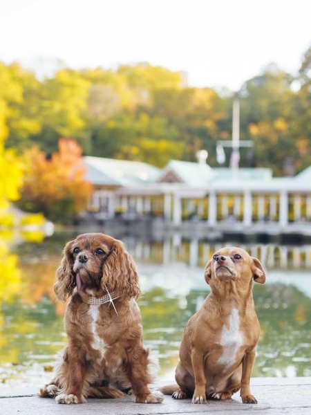INSTAGRAM’IN EN POPÜLER KÖPEKLERİ NİŞANLANDI
