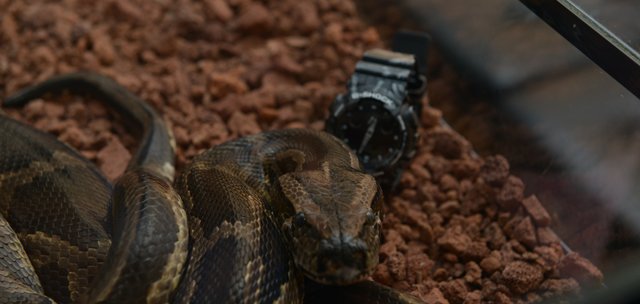 CASIO G-SHOCK X MARCELO BURLON 4 METRELİK PİTON YILANI EŞLİĞİNDE TANITILDI!