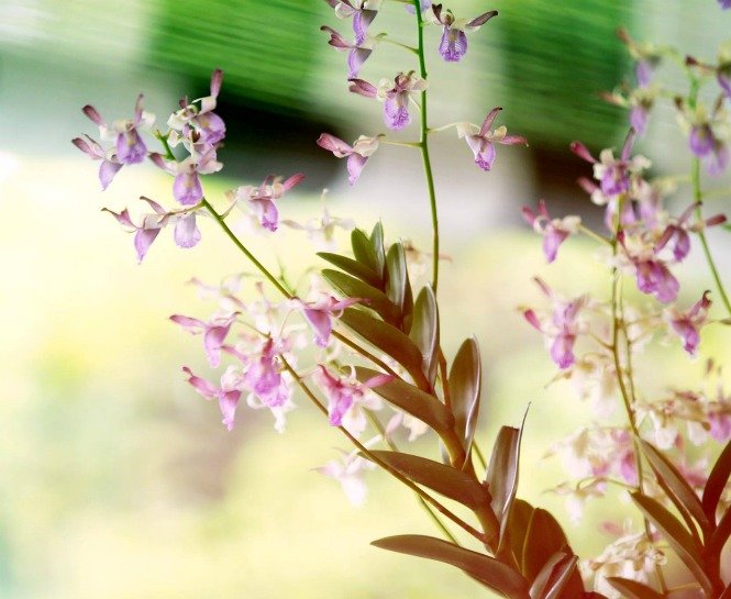 MICHAEL KORS DEFİLESİNİ CANLI YAYINLA İZLEYİN