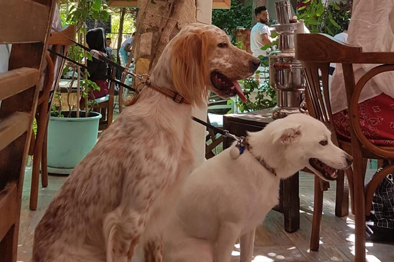 Çeşme Bazlama Kahvaltı’nın Kapıları Hayvan Dostlarınıza da Açık