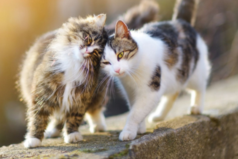 Erken Teşhis Kedilerin de Hayatını Kurtarıyor