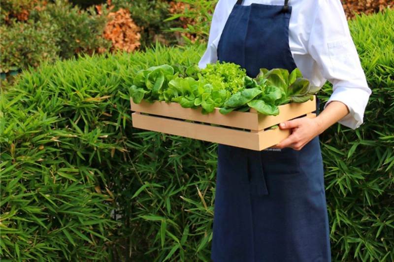 Şehirdeki Çiftliğiniz Plant Factory