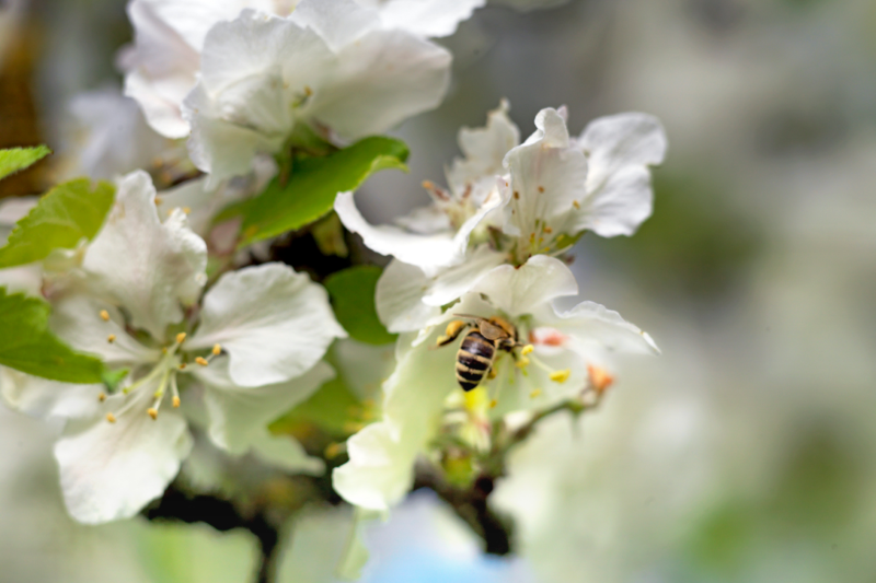 HİPP Bakım Ürünlerine Dair Merak Edilenler