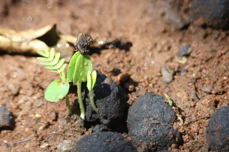 Kiehl’s Daha İyi Bir Gelecek Sözü Veriyor: Future Made Better