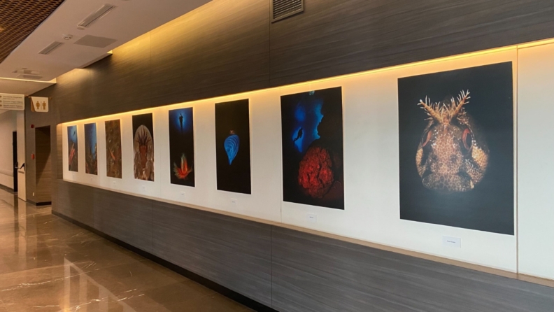 “Okyanusların Mirası” sualtı fotoğraf sergisi Memorial Sanat Galerisi’nde