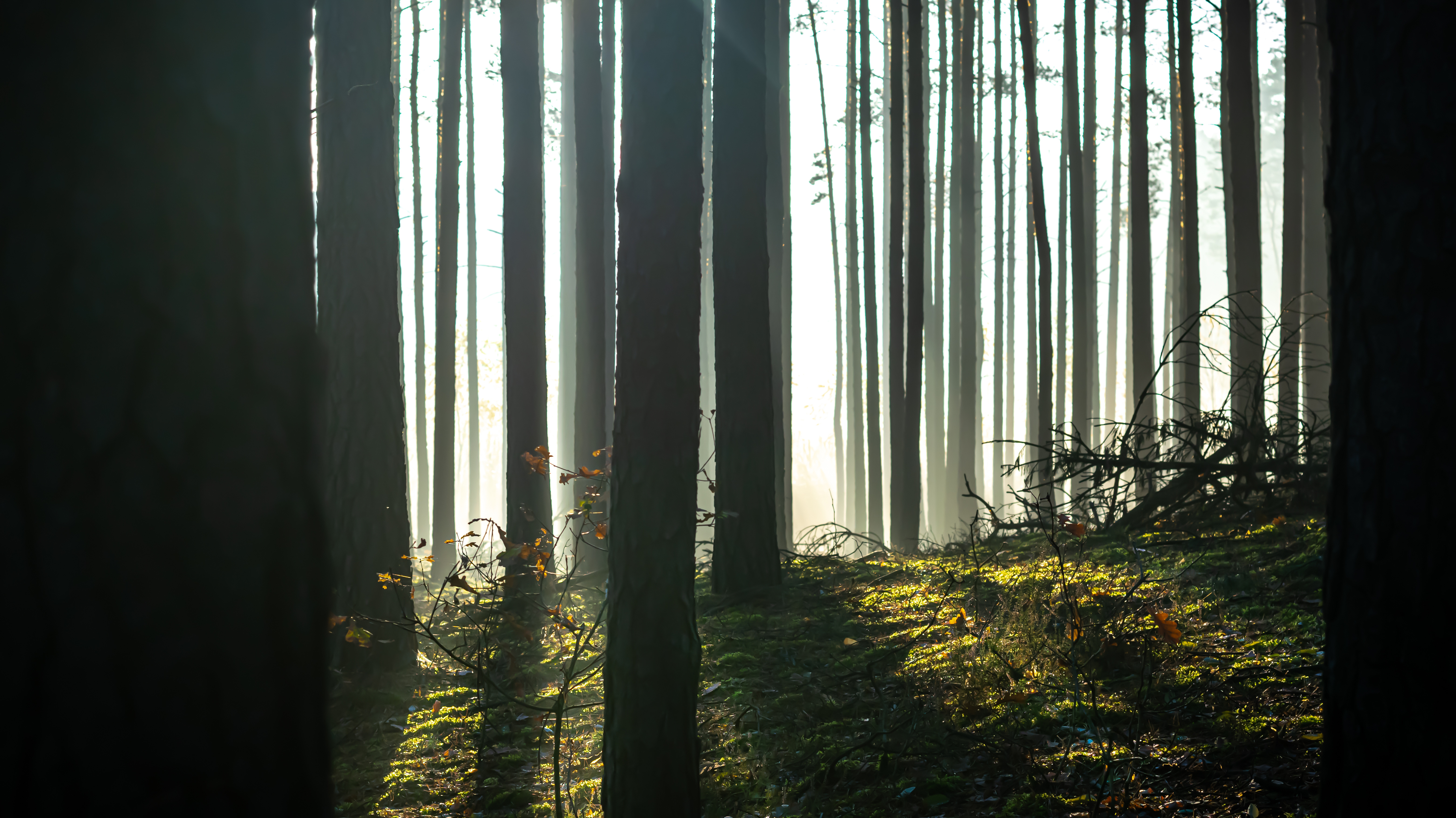 Orman yangınları: İklim anksiyetesi ve ikincil travma