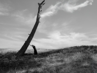 Yves Rocher Vakfı ve Murathan Özbek’ten “Yanıbaşında”: Ağaçlarla kurulan bir dostluk hikayesi