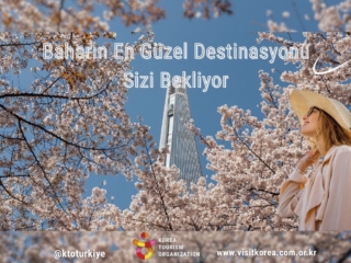 Baharın en zarif hikayesi: Güney Kore’de Kiraz Çiçeği mevsimi