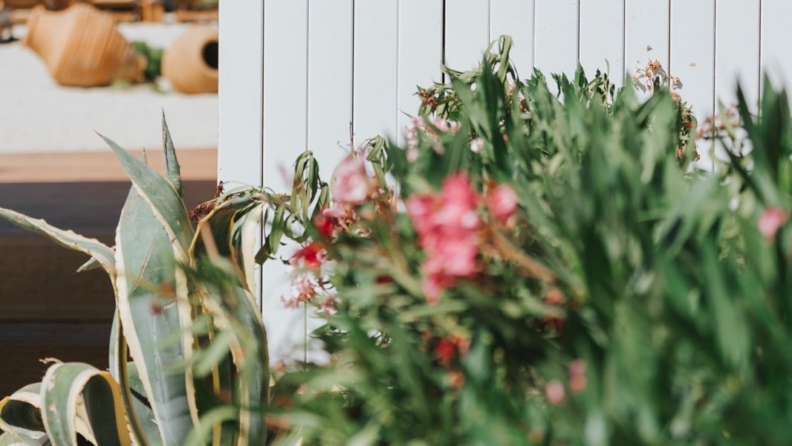 Lucca Bodrum’da yeni bir dönem başlıyor